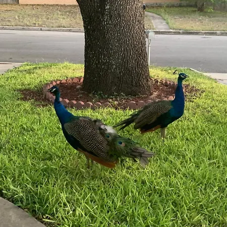 The Peacock House-3